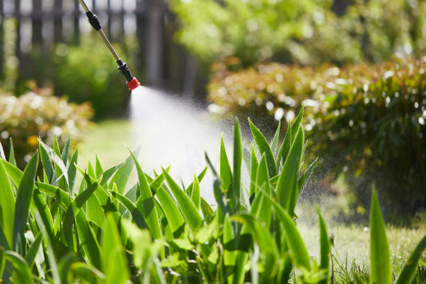 24/7 Emergency Termite Control experts in Pine Brook, NJ